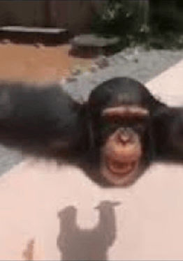 Gorilla Wonders