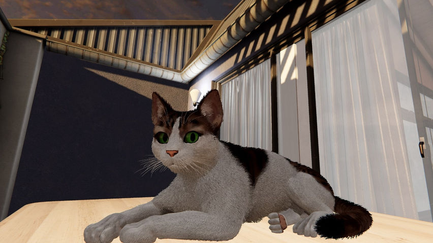 My Cat Simulator