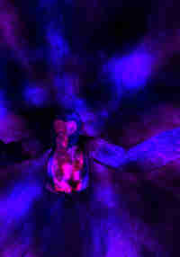 Zyloths Final Terror