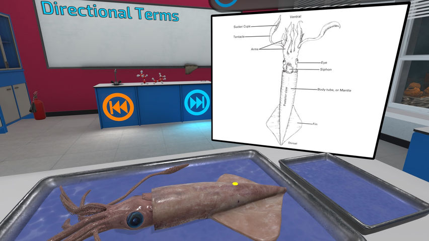 Dissection Simulator: Invertebrate Edition