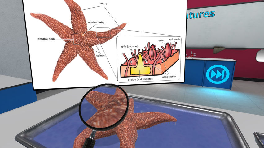Dissection Simulator: Invertebrate Edition