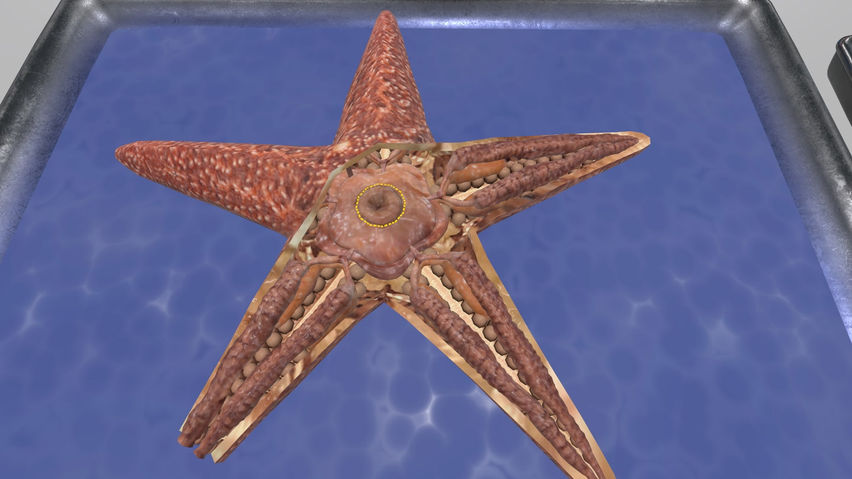 Dissection Simulator: Invertebrate Edition