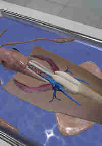 Dissection Simulator: Invertebrate Edition
