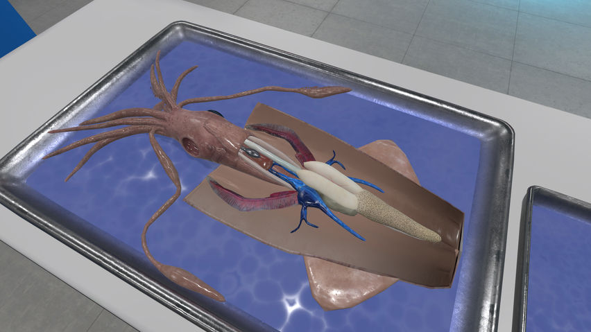 Dissection Simulator: Invertebrate Edition