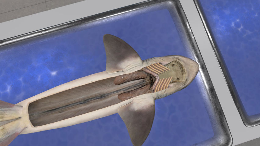 Dissection Simulator: Shark Edition