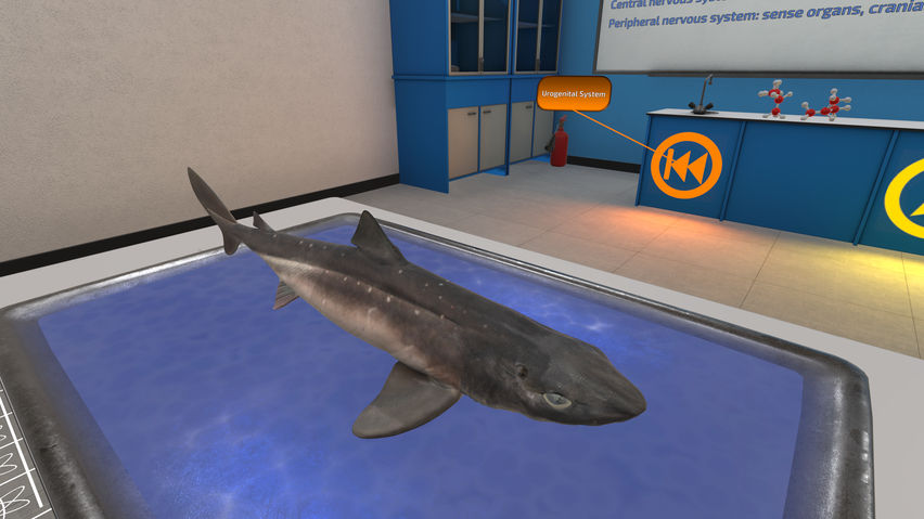 Dissection Simulator: Shark Edition