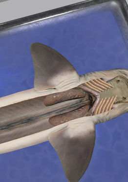 Dissection Simulator: Shark Edition